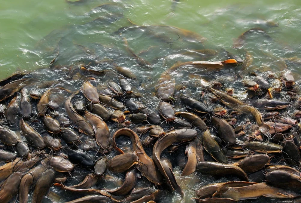 Kaya Akan Nutrisi, Ketahui Manfaat Konsumsi Ikan Lele!