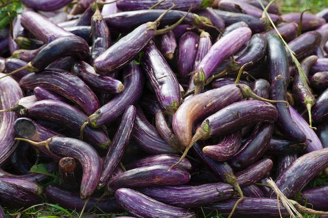 Manfaat Terong Ungu, Superfood untuk Kesehatan dan Kecantikan