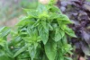 Bukan Bumbu Dapur Biasa, Basil Memiliki Khasiat untuk Kesehatan dan Kecantikan!