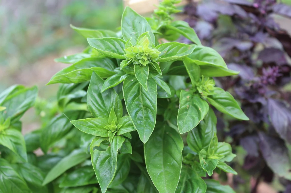 Bukan Bumbu Dapur Biasa, Basil Memiliki Khasiat untuk Kesehatan dan Kecantikan!