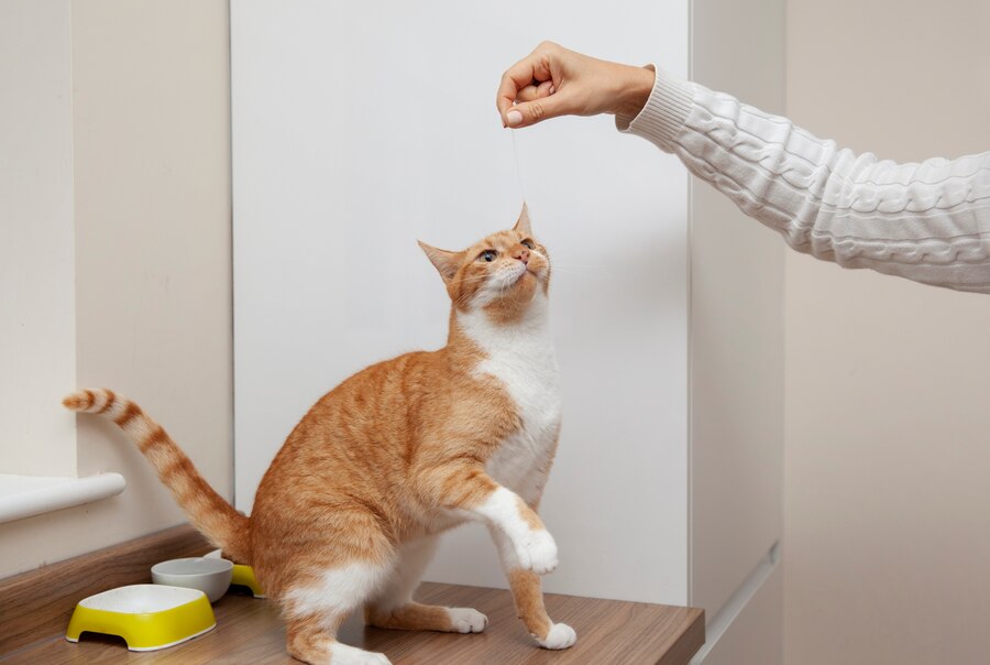 Cara Bermain dengan Kucing agar Tidak Kesepian!