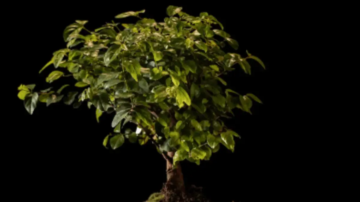 Kecil Tapi Memikat: Intip Keunikan Bonsai Asem Jawa