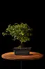 Kecil Tapi Memikat: Intip Keunikan Bonsai Asem Jawa