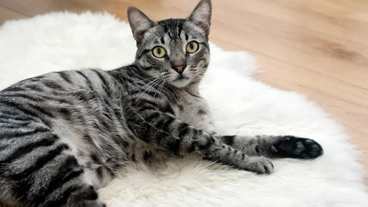 Foto kucing peliharaan