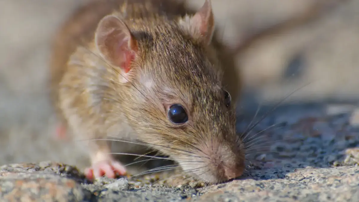 Ilustrasi tikus