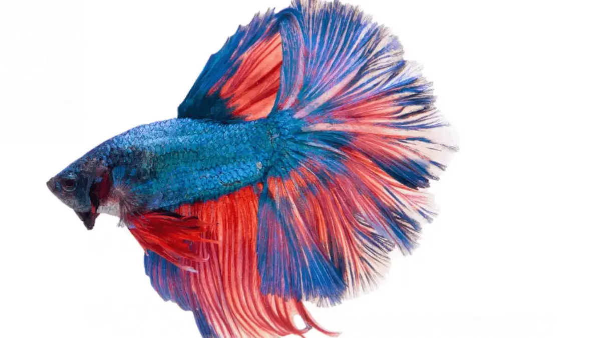 Ikan Hias untuk Pemula: 4 Jenis yang Mudah Dirawat