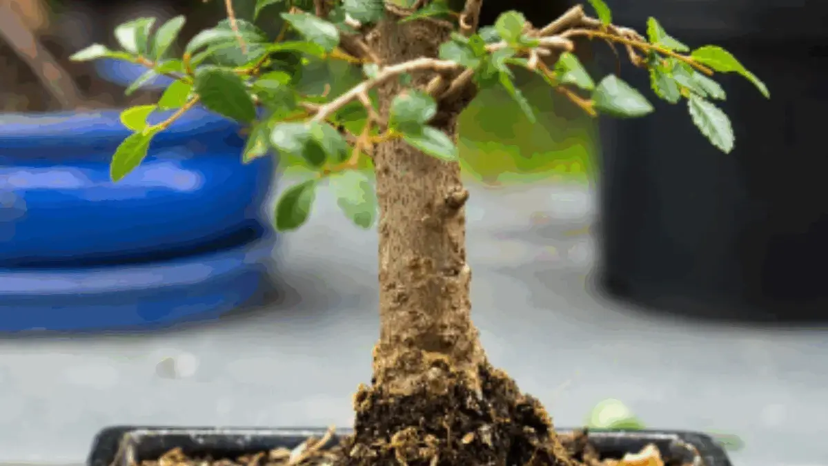 5 Tanaman Bonsai yang Dipercaya Membawa Keberuntungan
