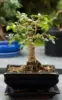 5 Tanaman Bonsai yang Dipercaya Membawa Keberuntungan