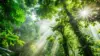 5 Jenis Pohon yang Konon Disukai Hantu, Kamu Punya?
