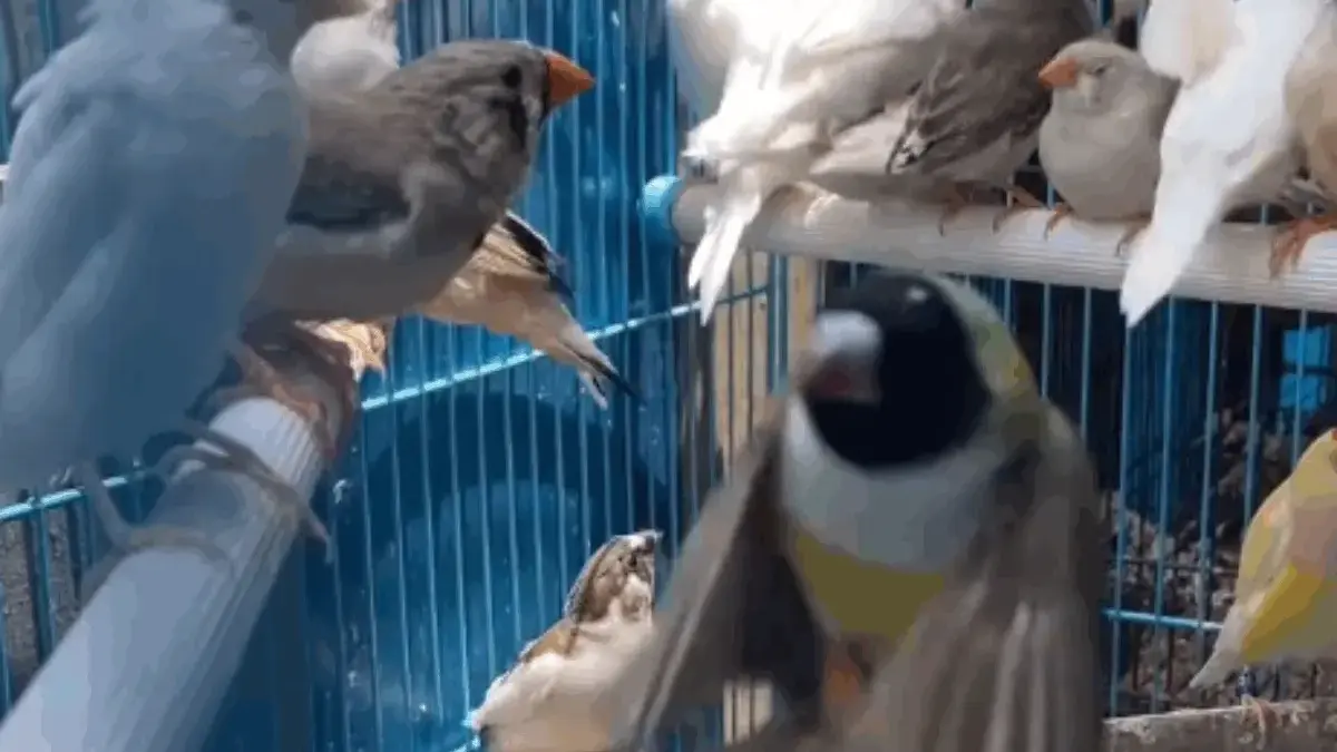 7 Alasan Kenapa Emprit Jepang Jadi Burung Kecil Paling Dicari di Indonesia!