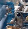 7 Alasan Kenapa Emprit Jepang Jadi Burung Kecil Paling Dicari di Indonesia!