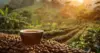 Biji Kopi Terbaik untuk Kopi Tubruk