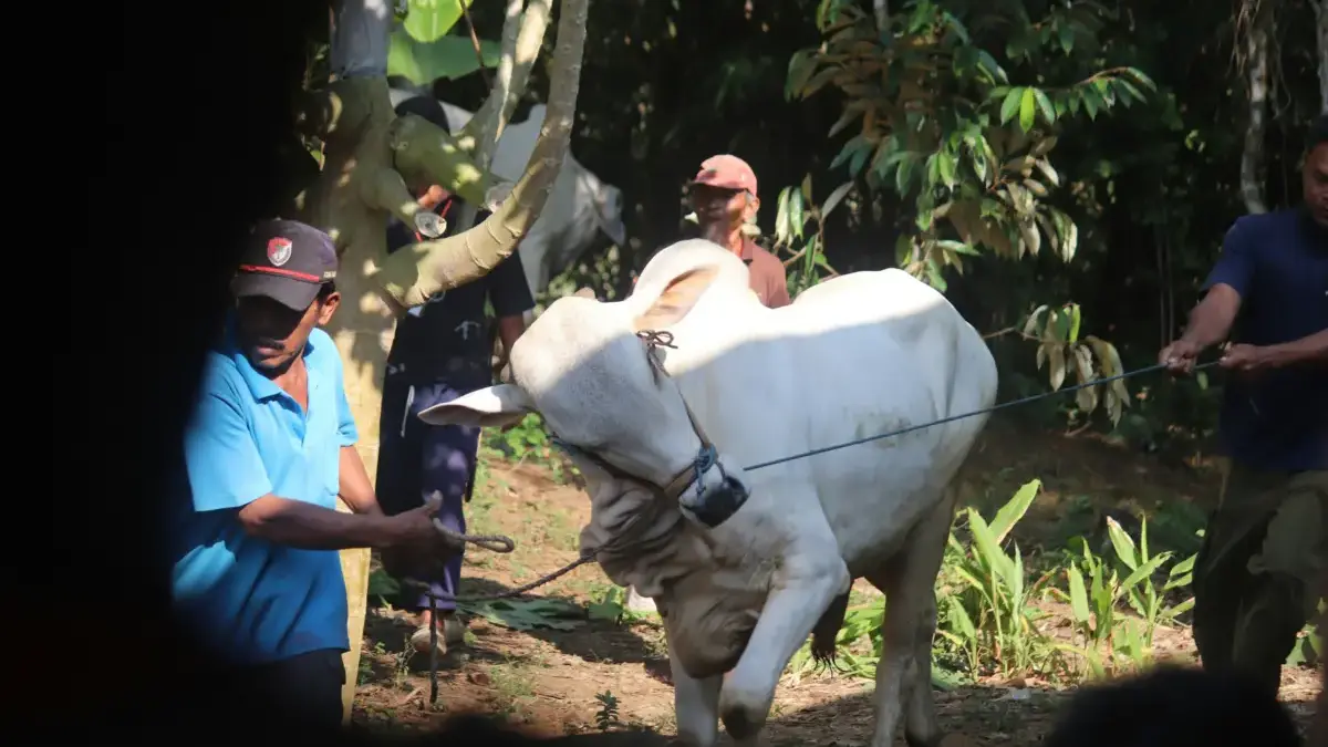 Tata cara menyembelih hewan qurban