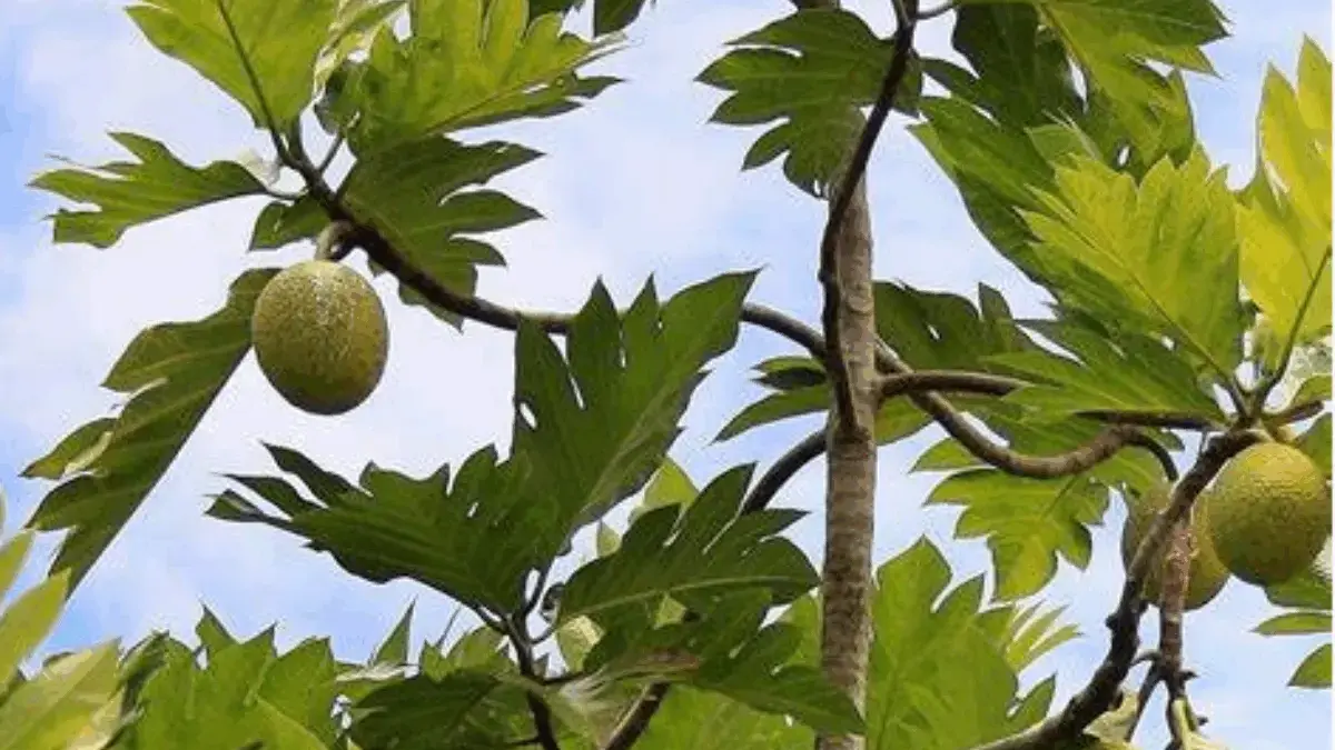 Sukun Buah Tropis yang Kaya Nutrisi dan Manfaat