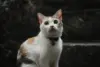 Cara menghilangkan bau pipis kucing