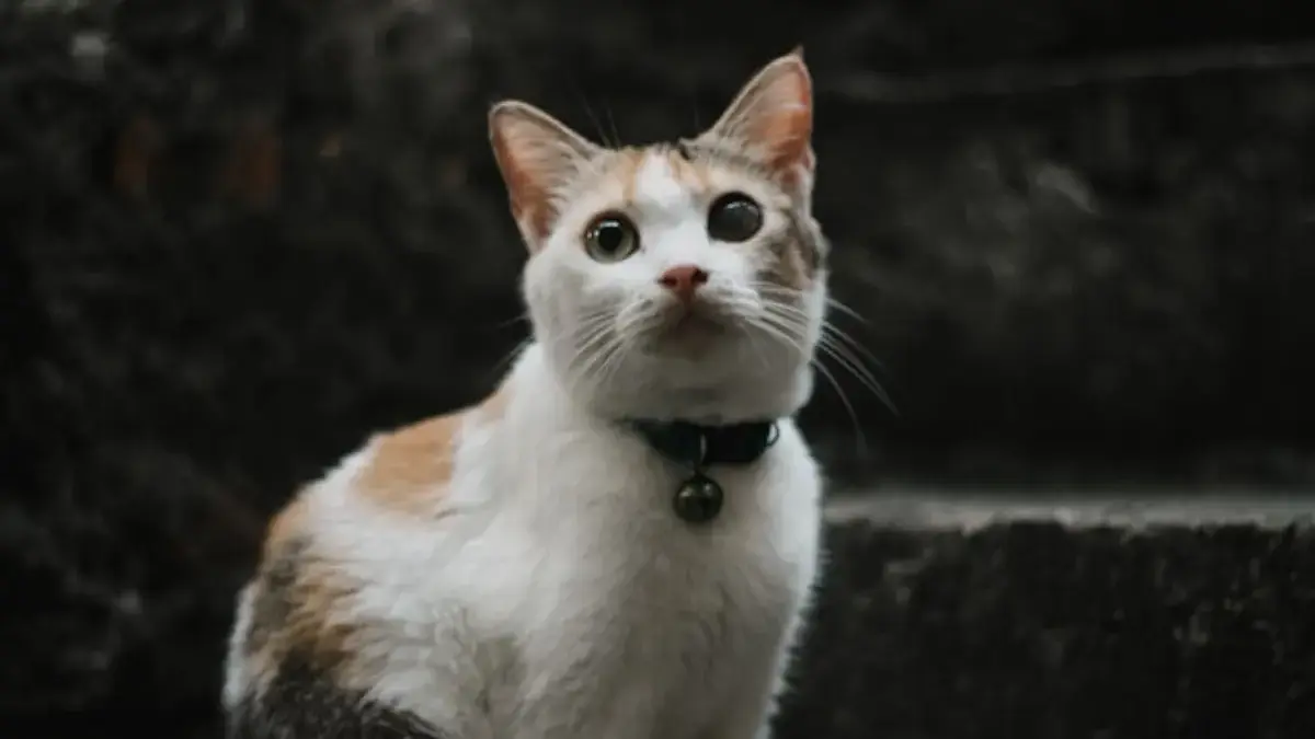 Cara menghilangkan bau pipis kucing