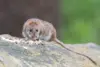 Ilustrasi tikus