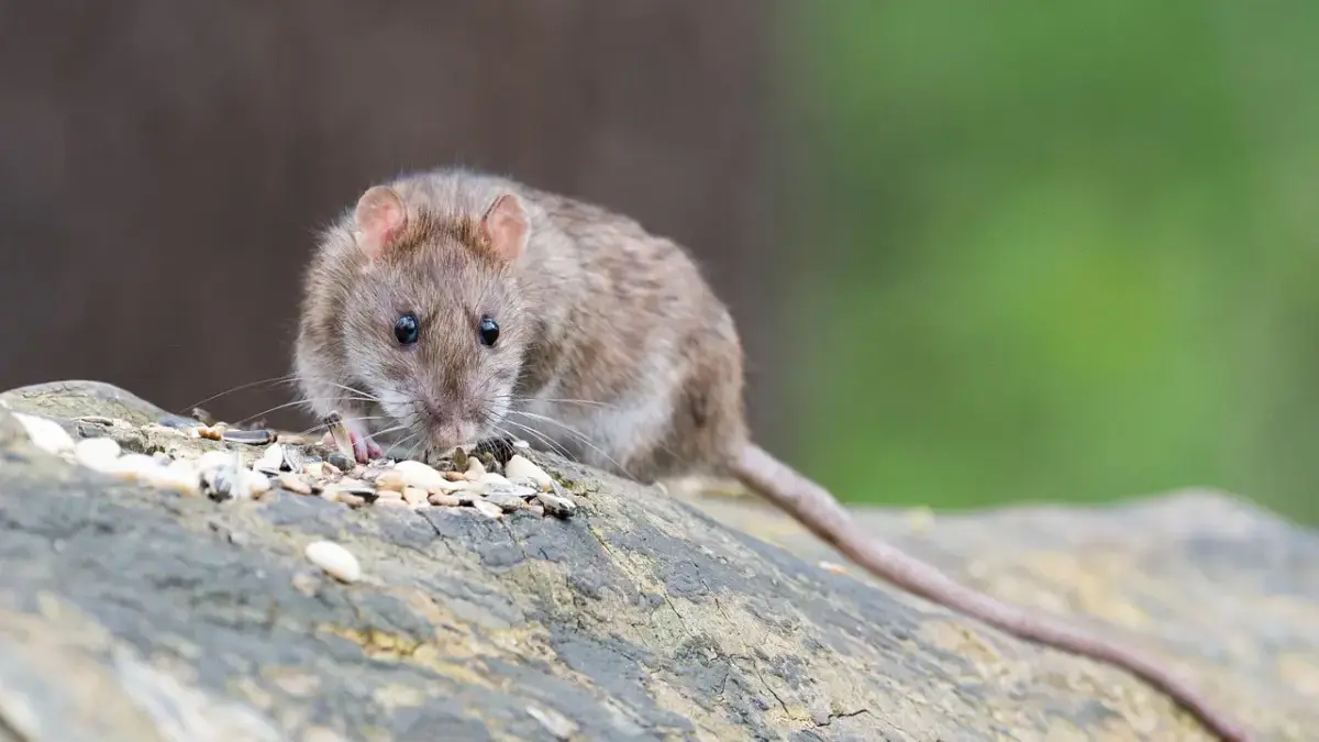 Ilustrasi tikus