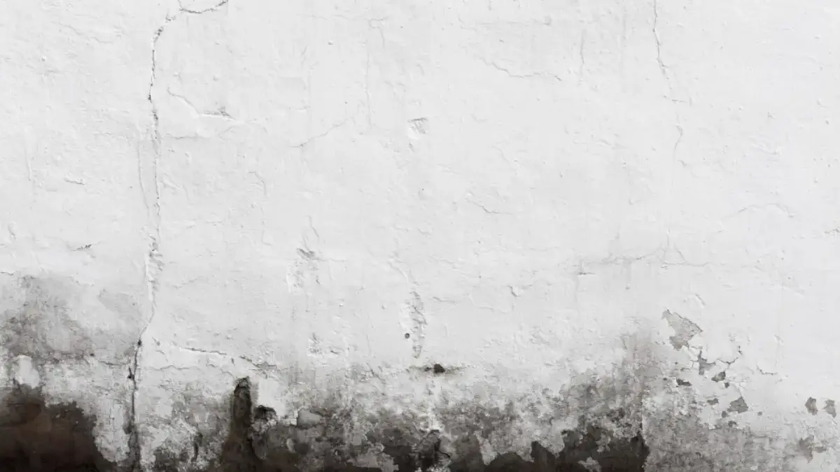 Black mold