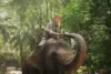 Pengelola Kebun Binatang Bandung kembali memperbolehkan wisatawan untuk botram