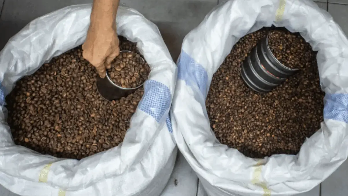 AS Kenakan Tarif 19% untuk Kopi Indonesia, AEKI: Justru Bisa Memberatkan Amerika