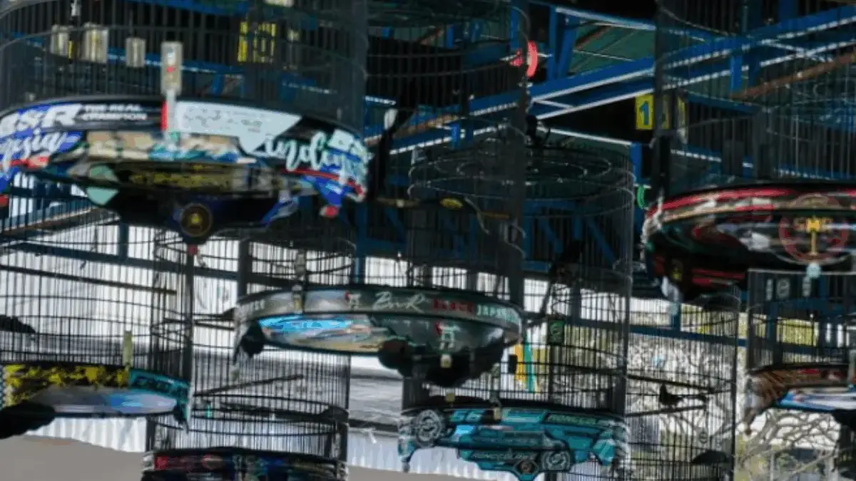 Rahasia Penilaian Lomba Burung Berkicau: Panduan Juara untuk Kicaumania Pemula