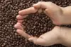 Dorong Ekspor, RI Ajukan Tarif Nol untuk Kopi, Kakao, dan Sawit ke AS