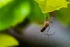 chikungunya