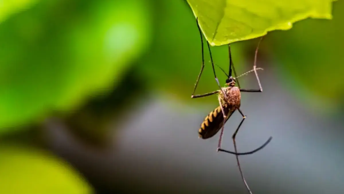 chikungunya