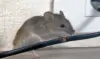 Cara Alami Usir Tikus di Rumah yang Efektif dan Aman!