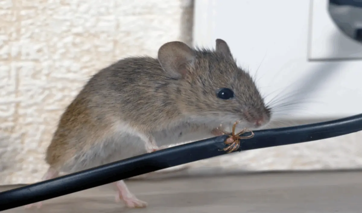 Cara Alami Usir Tikus di Rumah yang Efektif dan Aman! – Kurasimedia.com