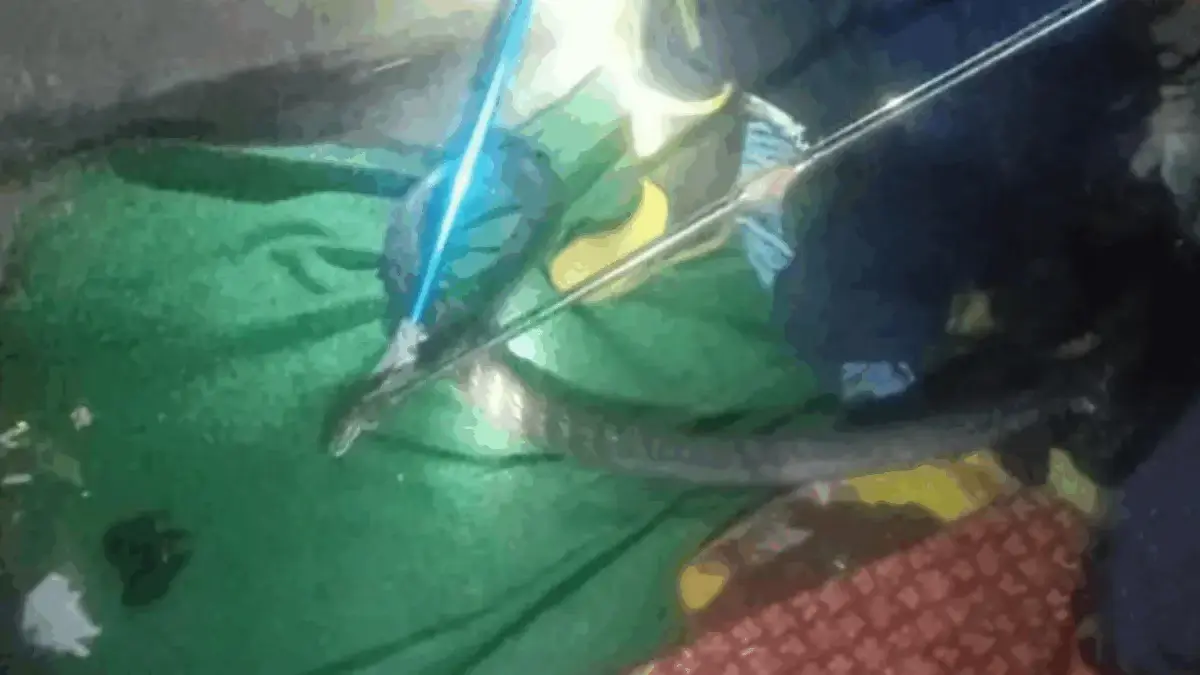 Heboh Ular King Cobra 5 Meter di Rumah Warga Sumedang, Ini Kronologinya