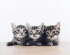Ide nama kucing huruf R