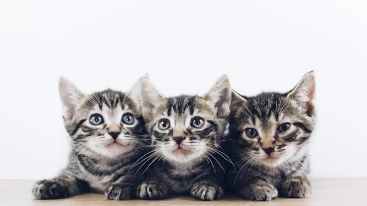 Ide nama kucing huruf R