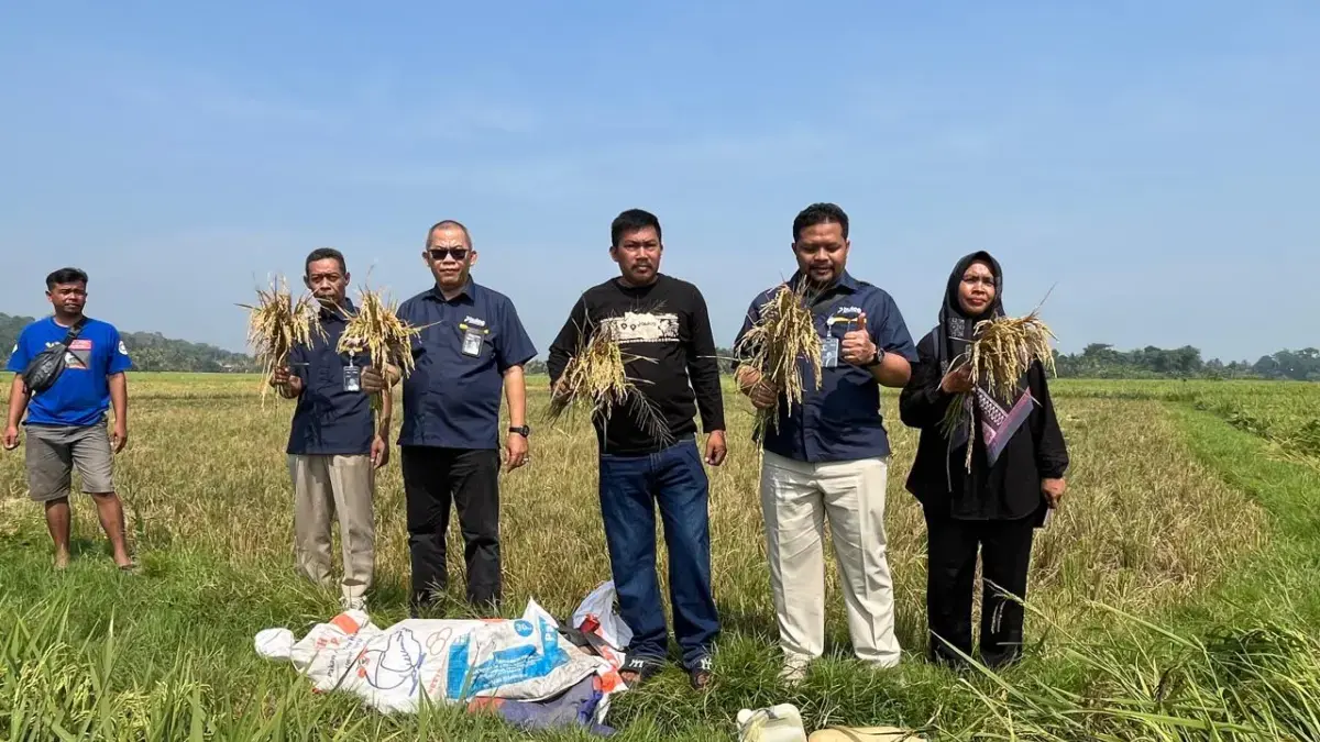 BULOG pastikan serap gabah petani sesuai arahan pemerintah serta mendukung Program KDMP dan MBG. 
