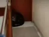 Macan masuk ke hotel