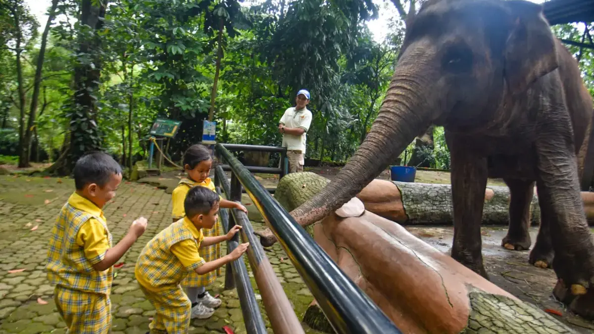 Mengapa Pemkot Bandung Melarang Siswa Berkunjung ke Bandung Zoo? Bandung Zoo