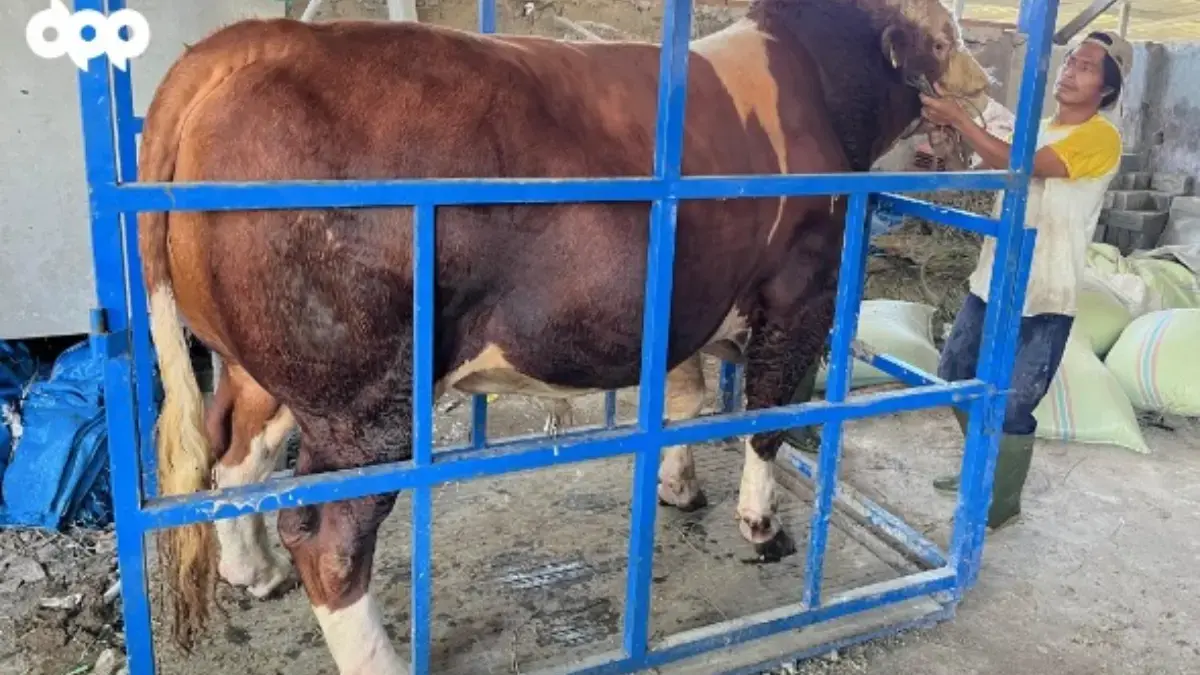 Bandung Barat Perkuat Kesiapsiagaan Peternak dari Ancaman Gempa