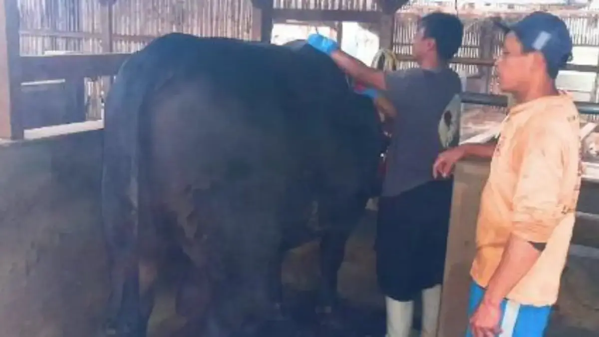 Geliat Ekonomi Selatan KBB: Gununghalu Masuk Peta Pengembangan Sapi Perah