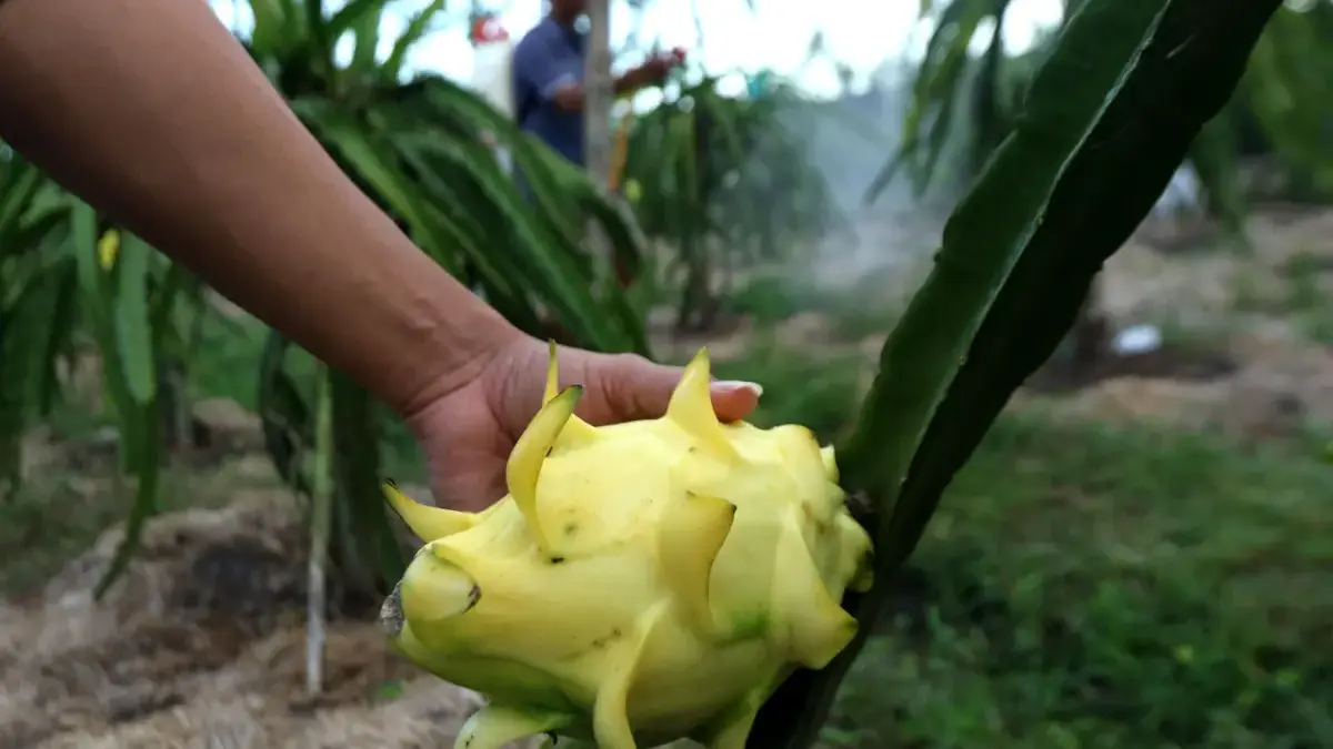 Dari Banyuwangi ke Pasar Lebih Luas, Petani Buah Naga Naik Kelas Berkat Program Klasterku Hidupku BRI
