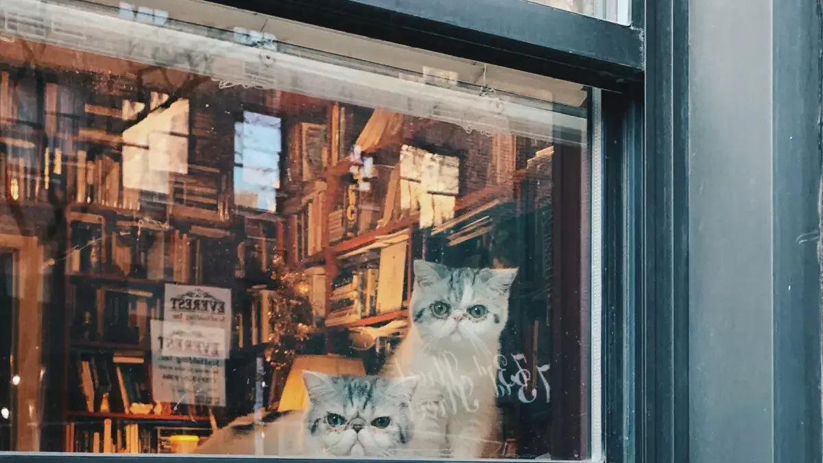 Tempat Penitipan Kucing di Bandung