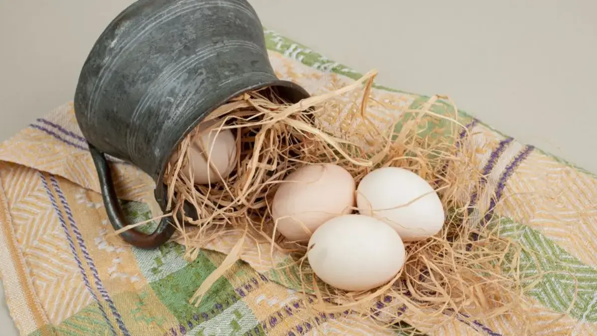 Telur Bebek atau Telur Ayam, Mana Lebih Bergizi? Ini Penjelasannya Telur Bebek atau Telur Ayam, Mana Lebih Bergizi? Ini Penjelasannya