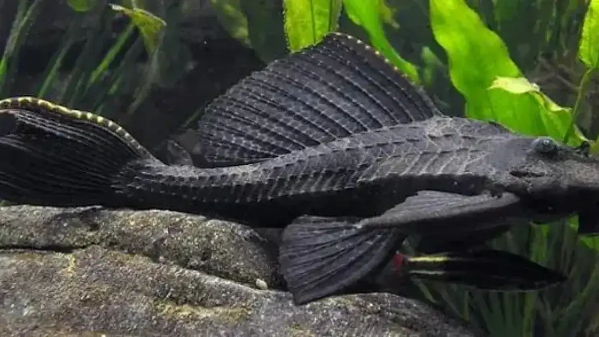 Kenapa Ikan Sapu-Sapu Tidak Direkomendasikan Dimakan di Indonesia?