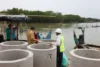 Taj Yasin Kawal Pembangunan Hybrid Seawall, Warga Demak Menatap Pemulihan Tambak